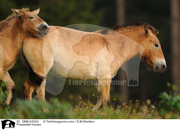 Przewalskipferde / Przewalski horses / DMS-03524