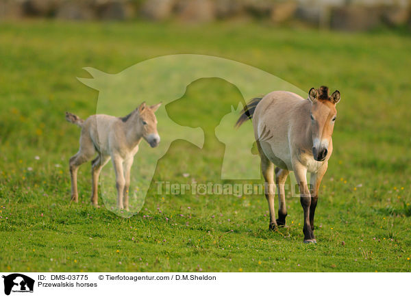 Przewalskipferde / Przewalskis horses / DMS-03775