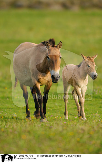 Przewalskipferde / Przewalskis horses / DMS-03776