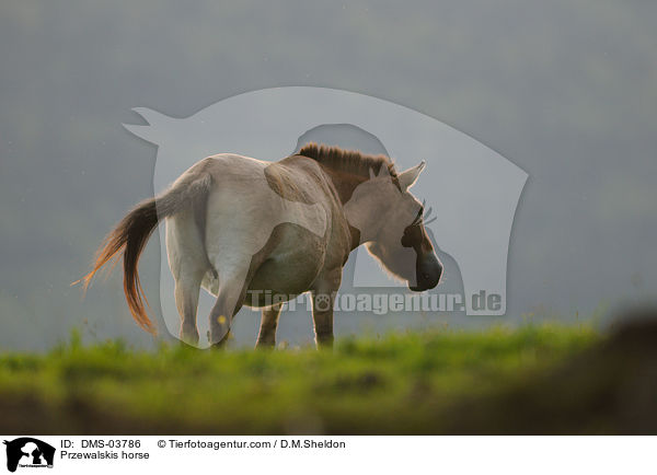 Przewalskipferd / Przewalskis horse / DMS-03786