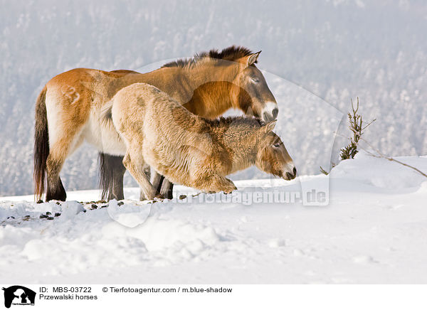 Przewalskipferde / Przewalski horses / MBS-03722