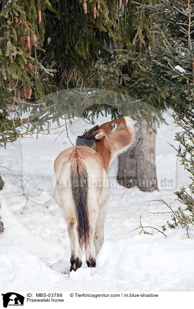 Przewalskipferd / Przewalski horse / MBS-03788