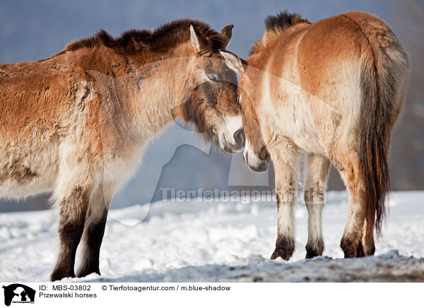 Przewalskipferde / Przewalski horses / MBS-03802