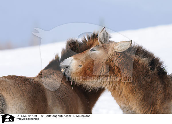 Przewalskipferde / Przewalski horses / DMS-04439