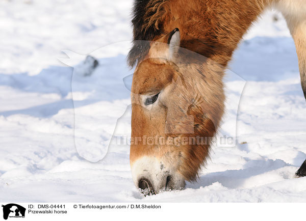 Przewalskipferd / Przewalski horse / DMS-04441