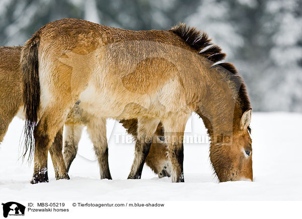 Przewalskipferde / Przewalski horses / MBS-05219