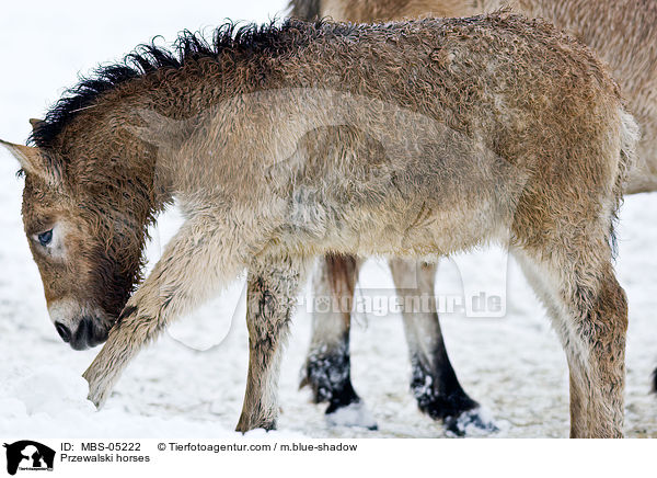 Przewalskipferde / Przewalski horses / MBS-05222