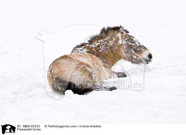 Przewalskipferd / Przewalski horse / MBS-05233