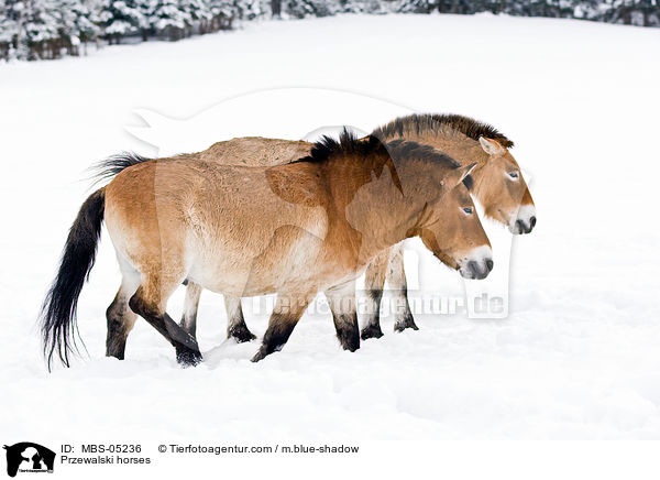 Przewalskipferde / Przewalski horses / MBS-05236