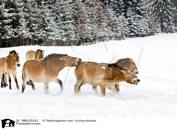 Przewalskipferde / Przewalski horses / MBS-05242