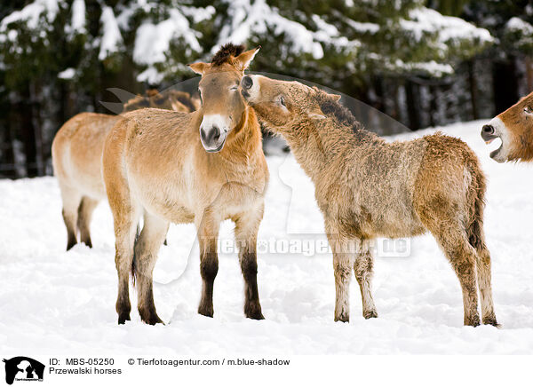 Przewalskipferde / Przewalski horses / MBS-05250