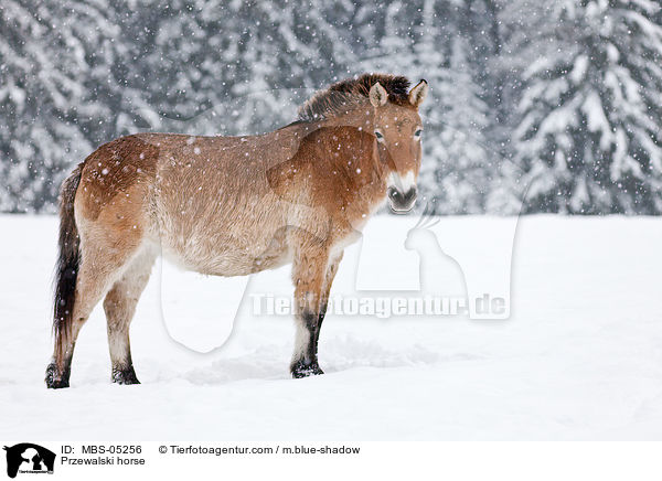 Przewalskipferd / Przewalski horse / MBS-05256