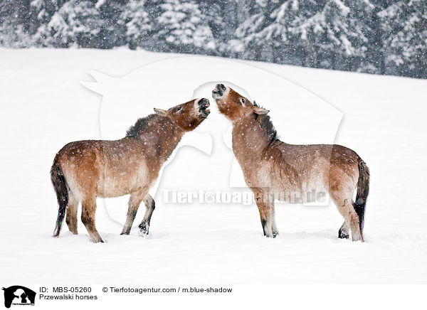 Przewalskipferde / Przewalski horses / MBS-05260