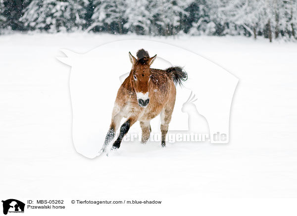 Przewalskipferd / Przewalski horse / MBS-05262
