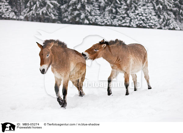 Przewalskipferde / Przewalski horses / MBS-05274