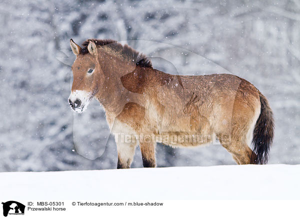 Przewalskipferd / Przewalski horse / MBS-05301