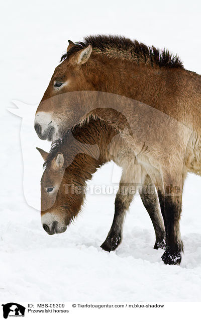 Przewalskipferde / Przewalski horses / MBS-05309