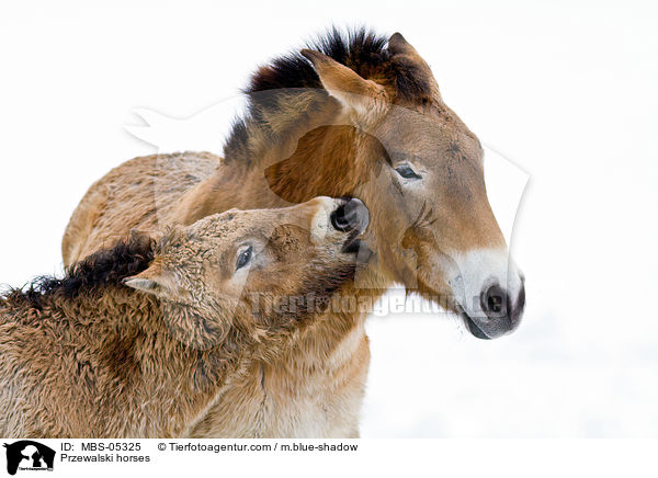 Przewalskipferde / Przewalski horses / MBS-05325