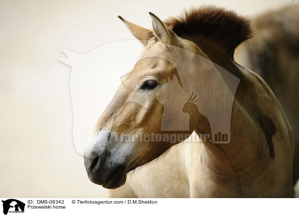 Przewalski horse / DMS-06342