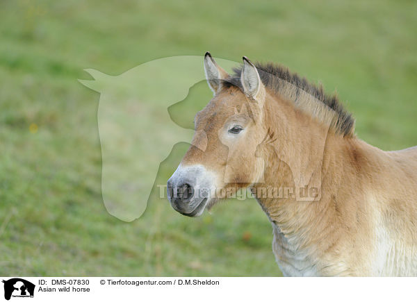 Asian wild horse / DMS-07830