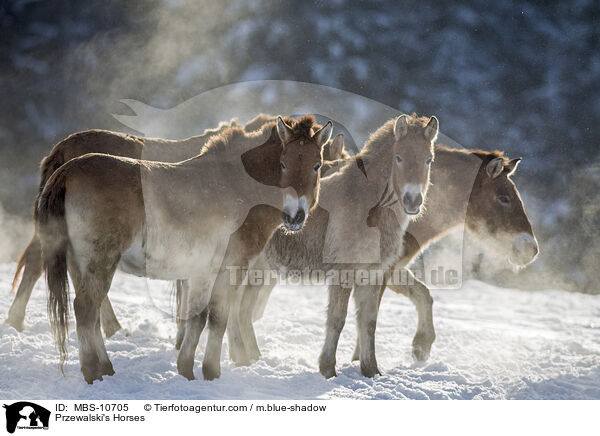 Przewalski's Horses / MBS-10705