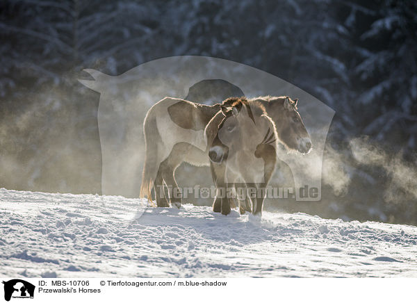 Przewalski Wildpferde / Przewalski's Horses / MBS-10706