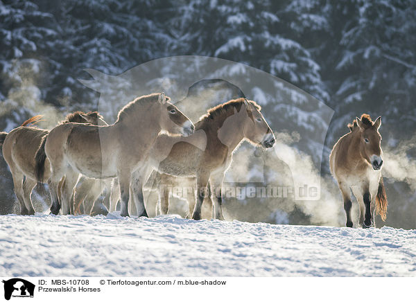 Przewalski Wildpferde / Przewalski's Horses / MBS-10708
