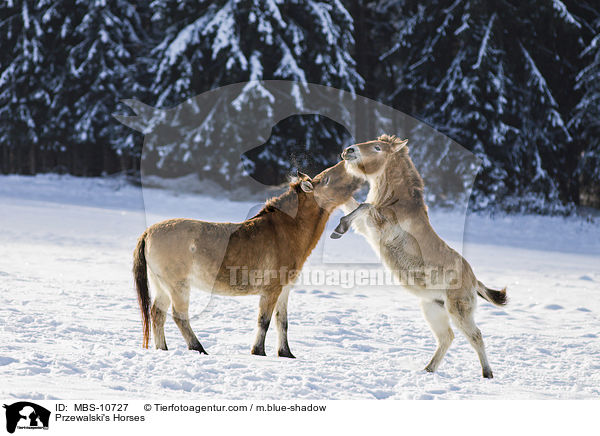 Przewalski Wildpferde / Przewalski's Horses / MBS-10727