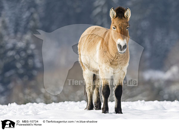 Przewalski Wildpferd / Przewalski's Horse / MBS-10734