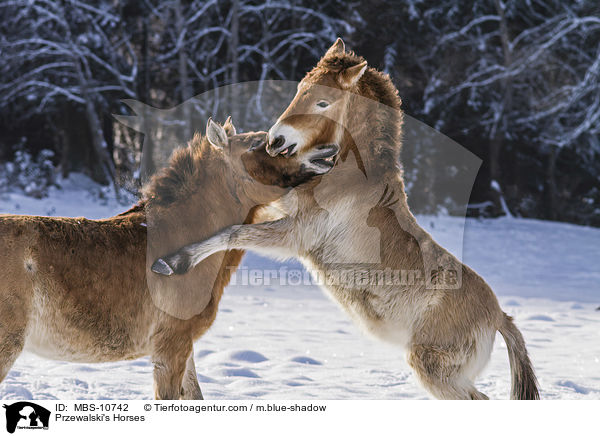 Przewalski Wildpferde / Przewalski's Horses / MBS-10742