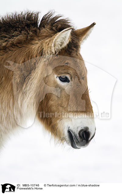 Przewalski Wildpferd / Przewalski's Horse / MBS-10746