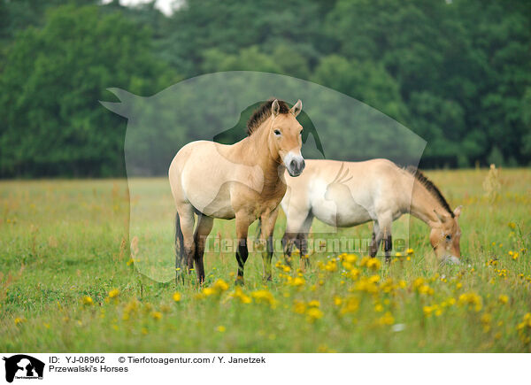 Przewalski's Horses / YJ-08962