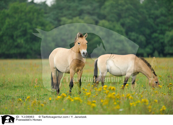 Przewalski Wildpferde / Przewalski's Horses / YJ-08963