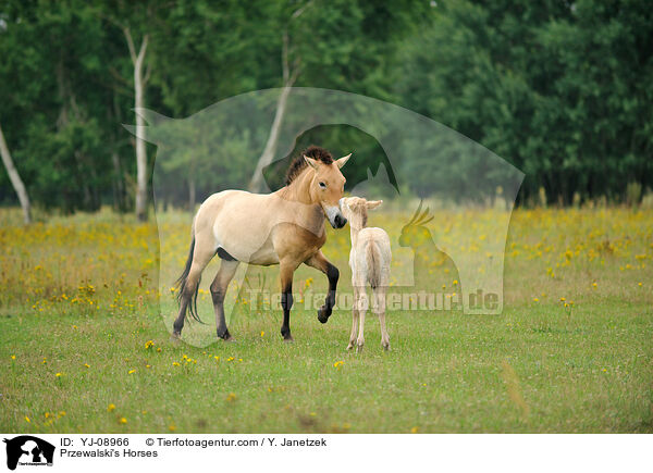 Przewalski's Horses / YJ-08966