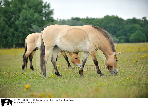 Przewalski's Horses / YJ-08969