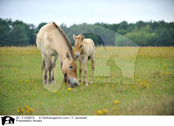 Przewalski's Horses / YJ-08972
