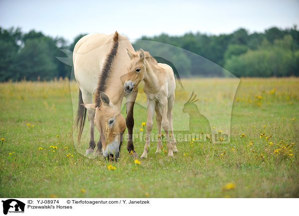 Przewalski's Horses / YJ-08974