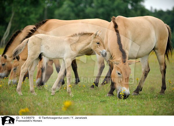 Przewalski's Horses / YJ-08979