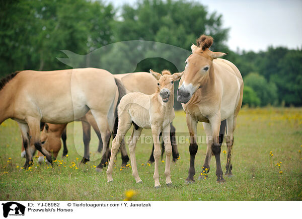 Przewalski Wildpferde / Przewalski's Horses / YJ-08982