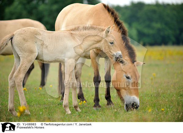 Przewalski's Horses / YJ-08983