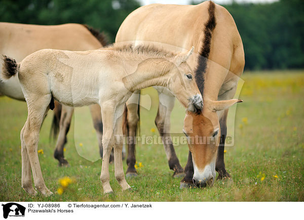 Przewalski Wildpferde / Przewalski's Horses / YJ-08986
