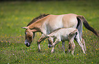 Asian wild horses