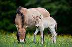 Asian wild horses