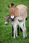 Asian wild horses