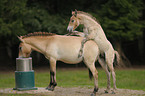 Przewalski horses