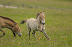 Przewalski horses