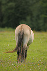 Przewalski horse