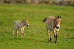 Przewalskis horses