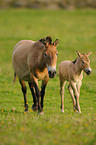 Przewalskis horses