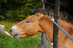 Przewalskis horse